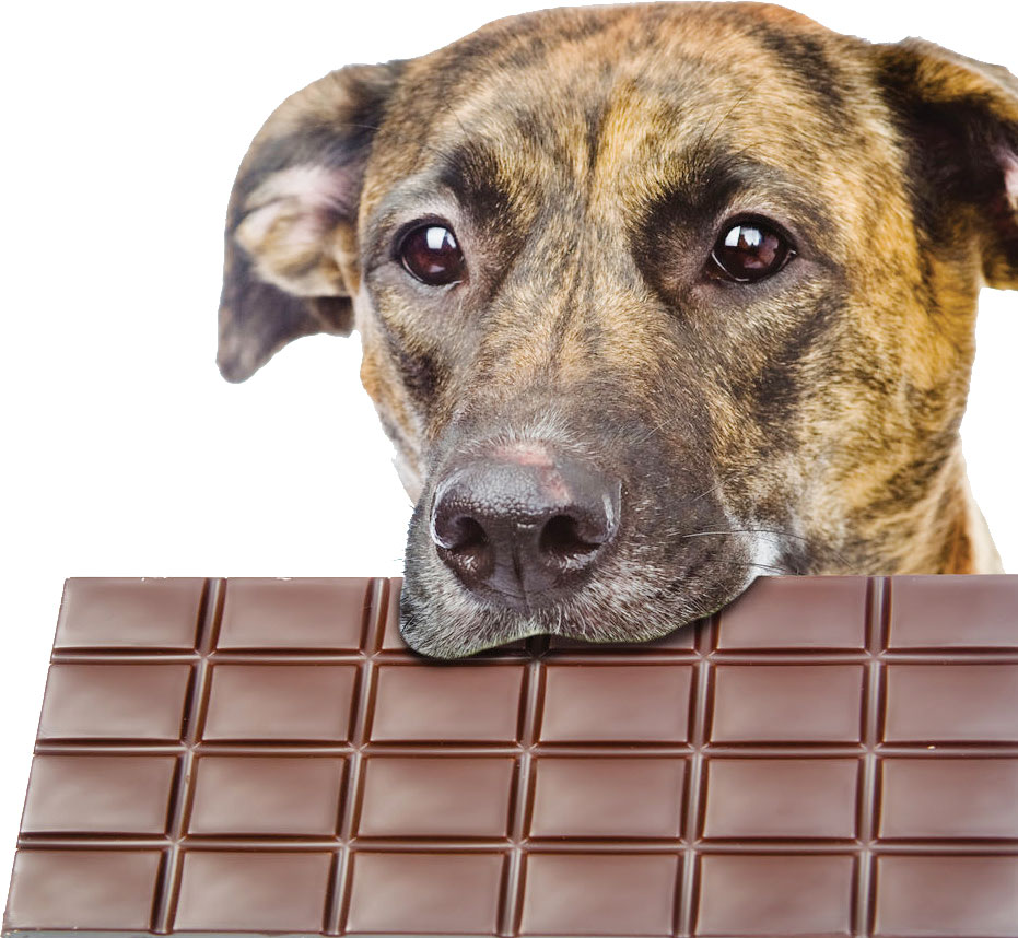 what happens when a dog eats dark chocolate